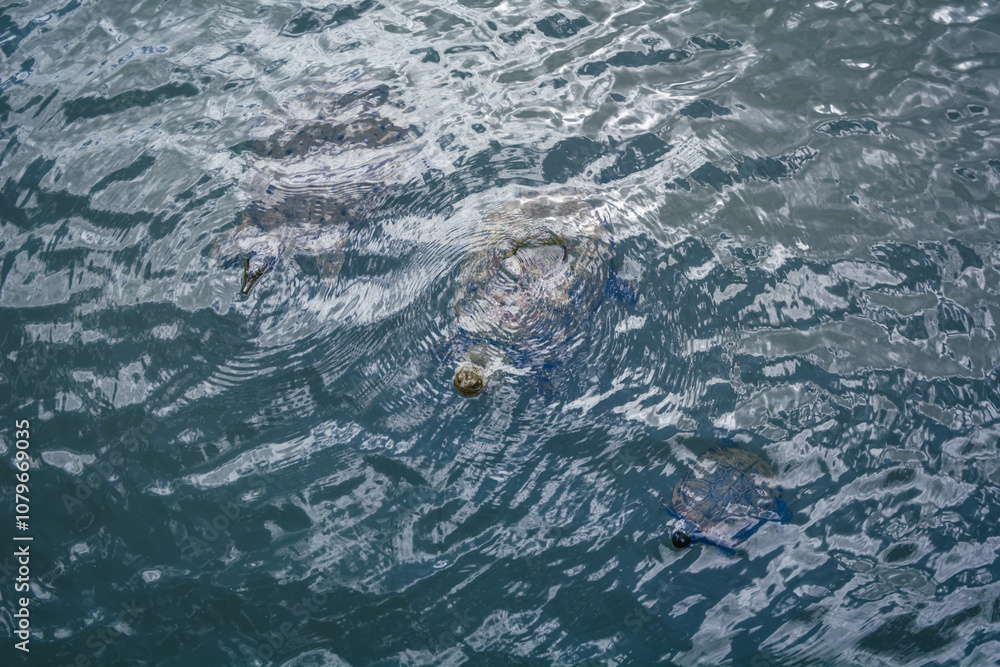 Three Unique Turtles Overhead Swimming Together in Water Three Unique Turtles Overhead Swimming Together in Water