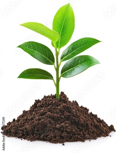 Wallpaper Mural A young plant emerging from rich soil, symbolizing growth and sustainability. Torontodigital.ca