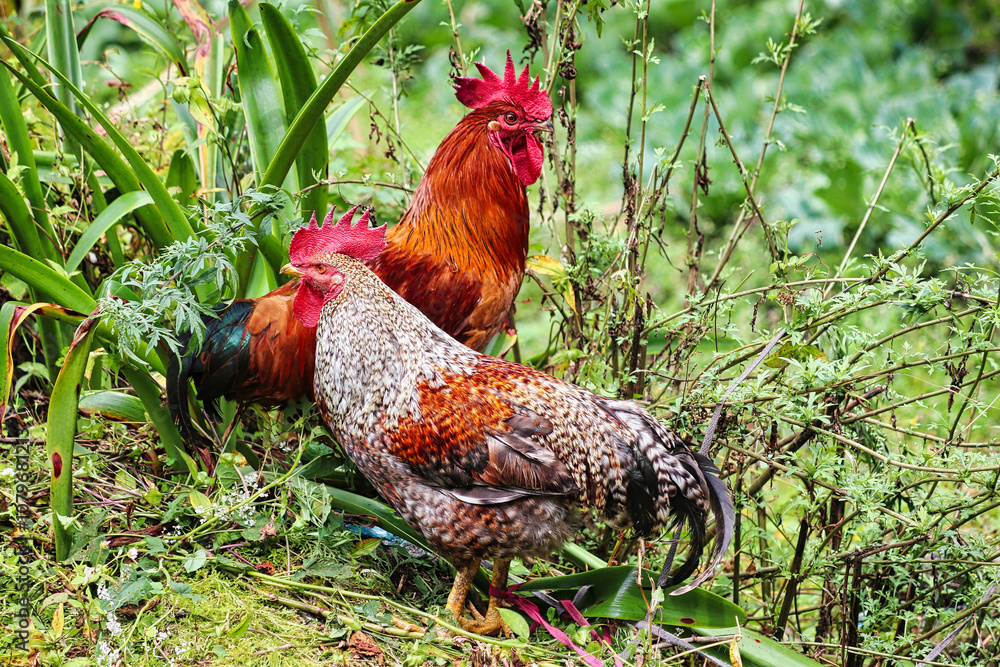 Fototapeta premium Roosters running free range near the hamlet of Surke,near Lukla on the route to the Base camp of Mera Peak,a 6476 meter high peak in the Khumbu Himalayas,Nepal