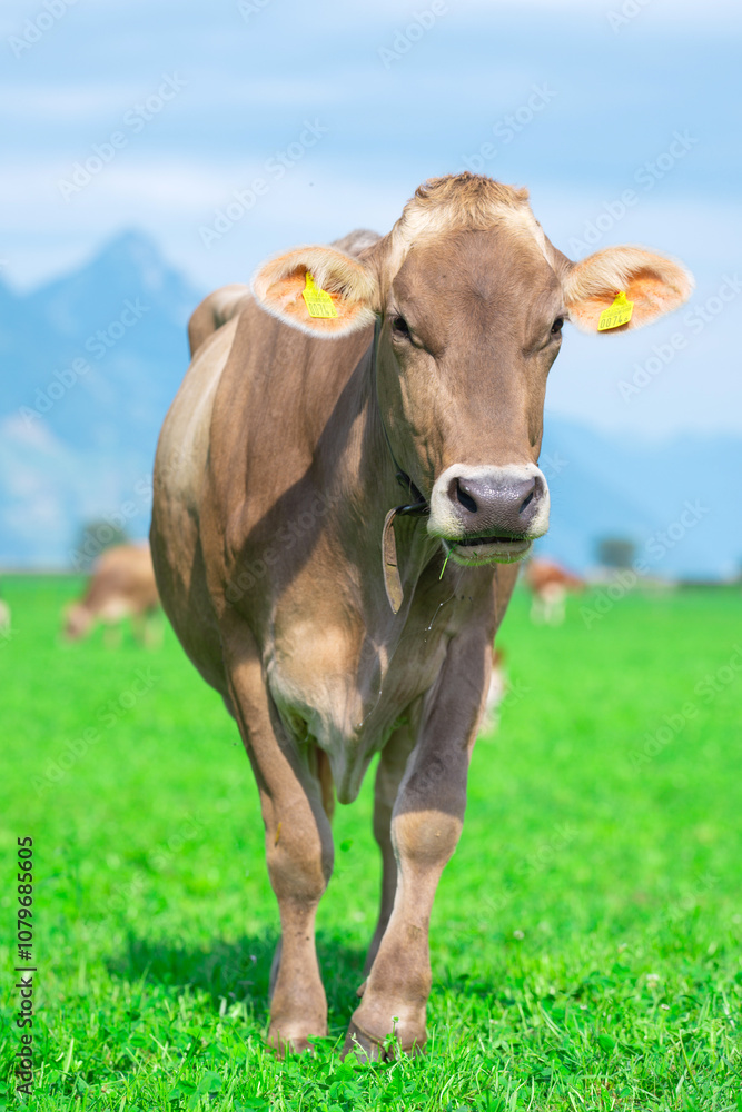 Cows on a meadow. Holstein cow. Eco cow farming. Cows in a mountain field. Cows on a summer pasture. Landscape with herd of cow grazing on field with fresh grass. Cows on a meadow. Holstein cow. Eco cow farming. Cows in a mountain field. Cows on a summer pasture. Landscape with herd of cow grazing on field with fresh grass.