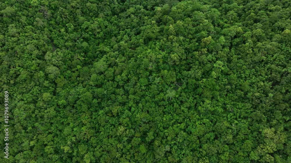 aerial view of dark green forest Abundant natural ecosystems of rainforest. Concept of nature forest preservation and reforestation
aerial view of dark green forest Abundant natural ecosystems of rainforest. Concept of nature forest preservation and reforestation