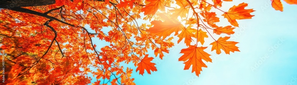 Vibrant autumn leaves against a clear blue sky, showcasing nature's seasonal beauty. Vibrant autumn leaves against a clear blue sky, showcasing nature's seasonal beauty.