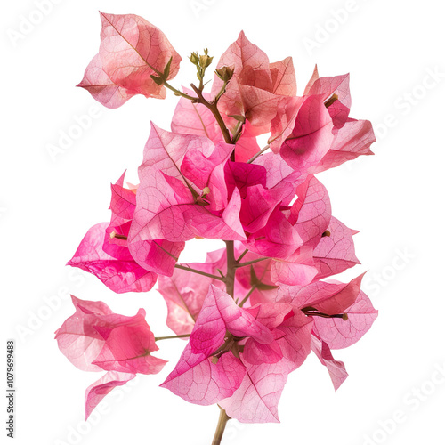 A pink bougainvillea isolated on a transparent background photo