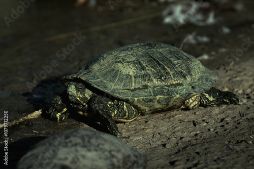 green turtle near lake shore of park photo