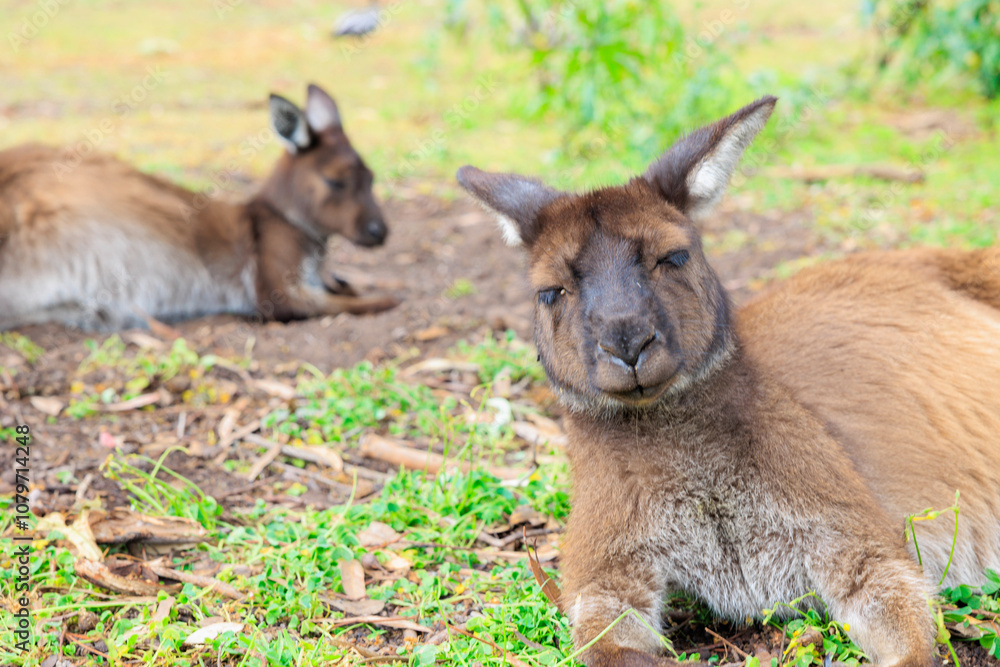 Fototapeta premium 寝そべってリラックスするカンガルー