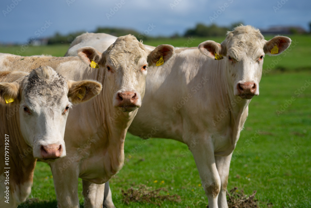 Dairy cows. Cow at meadow. Cattle in green field. Cow in grassy pasture. Cow in the countryside. Cows graze on summer meadow. Rural landscapes with cows. Cows in a pasture. Cattle cow grazing on Dairy cows. Cow at meadow. Cattle in green field. Cow in grassy pasture. Cow in the countryside. Cows graze on summer meadow. Rural landscapes with cows. Cows in a pasture. Cattle cow grazing on