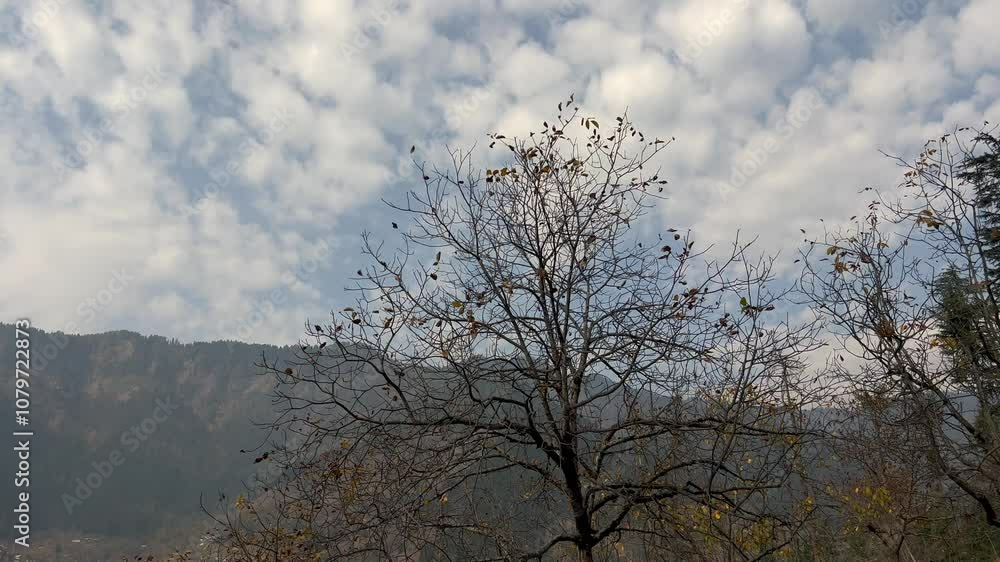 Golden Hues of Autumn in Kashmir: A Symphony of Falling Leaves, Bare Trees, and Crisp Air Clip 60 Golden Hues of Autumn in Kashmir: A Symphony of Falling Leaves, Bare Trees, and Crisp Air Clip 60
