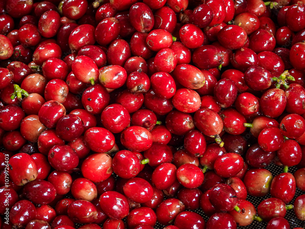 Beautiful red coffee cherries, lots of it, nature, colombian coffee in sunlight. Beautiful red coffee cherries, lots of it, nature, colombian coffee in sunlight.