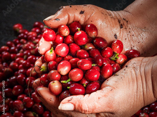 Beautiful red coffee cherries, lots of it, nature, colombian coffee in sunlight.