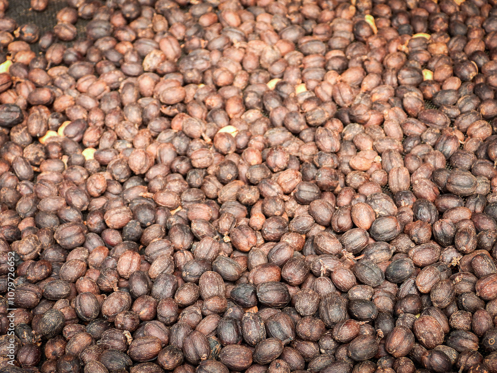 Beautiful dark brown black coffee beans, detailed, lots, beautiful from sunlight on a farm. Beautiful dark brown black coffee beans, detailed, lots, beautiful from sunlight on a farm.
