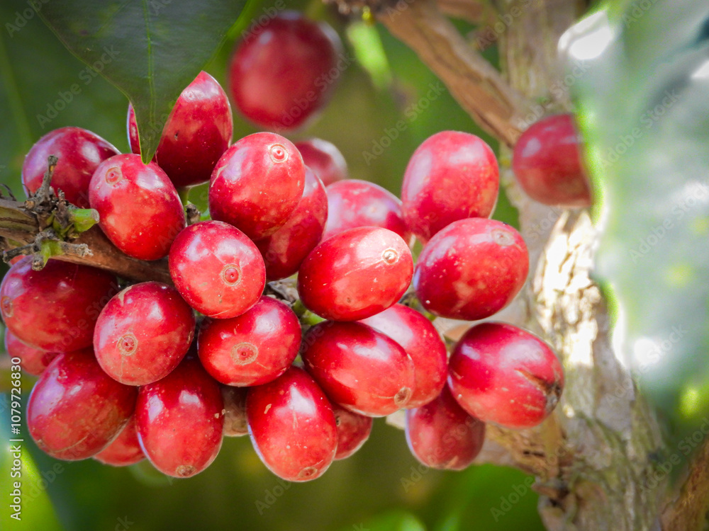 Beautiful red coffee cherries, lots of it, nature, colombian coffee in sunlight.