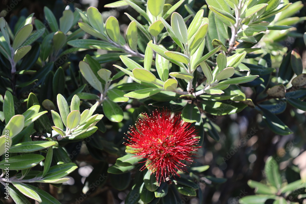 close-up single red blossom surrounded by light green leaves in sunshine close-up single red blossom surrounded by light green leaves in sunshine
