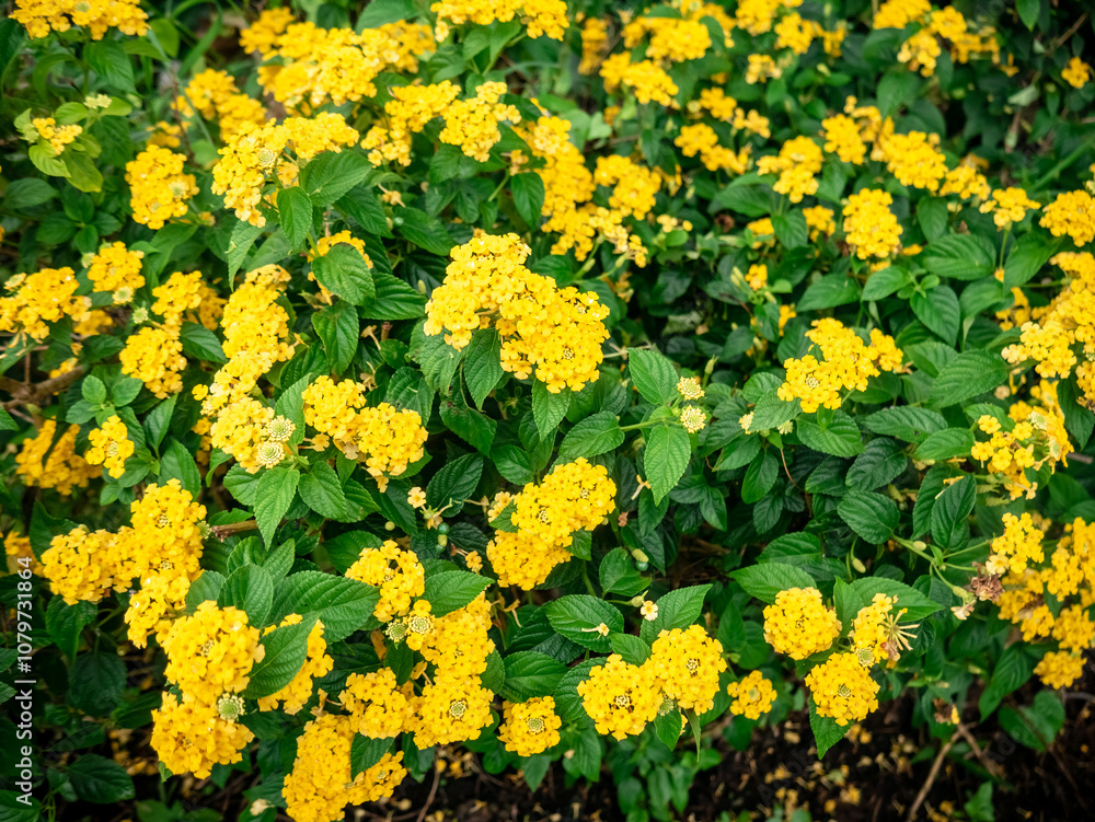 Obraz premium beautiful bright yellow flowers in a well-tended garden