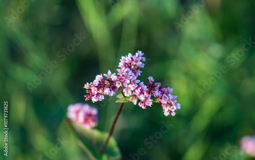 flowers in the garden