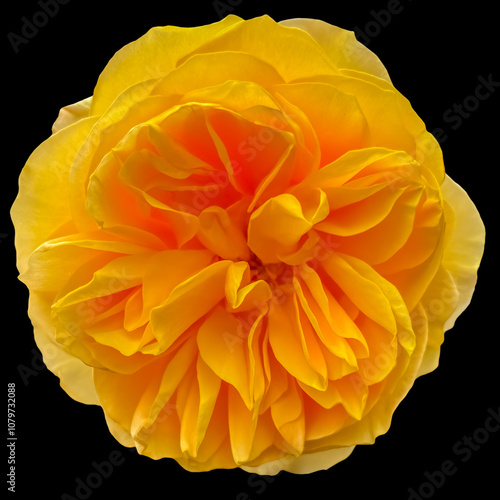 Fototapeta Rose jaune, fond noir