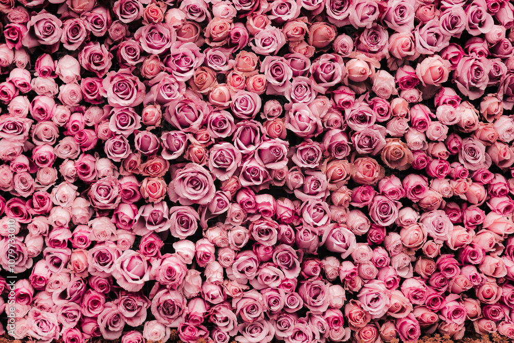 Flowers wall background with amazing roses Flowers wall background with amazing roses