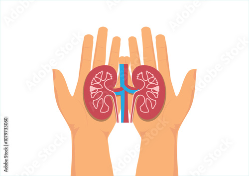 World kidney day. Hands holding healthy kidney anatomy.