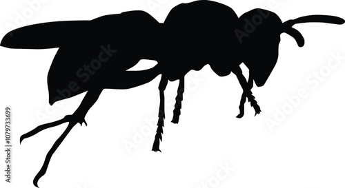 Insect full body silhouette illustration isolated on white