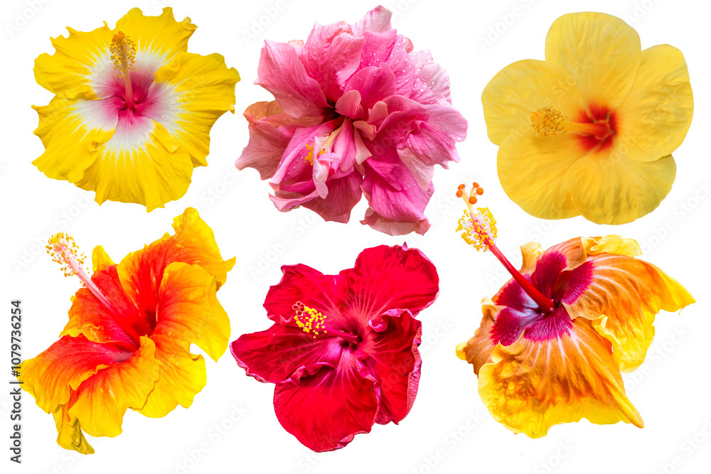 Hibiscus Hibiscus