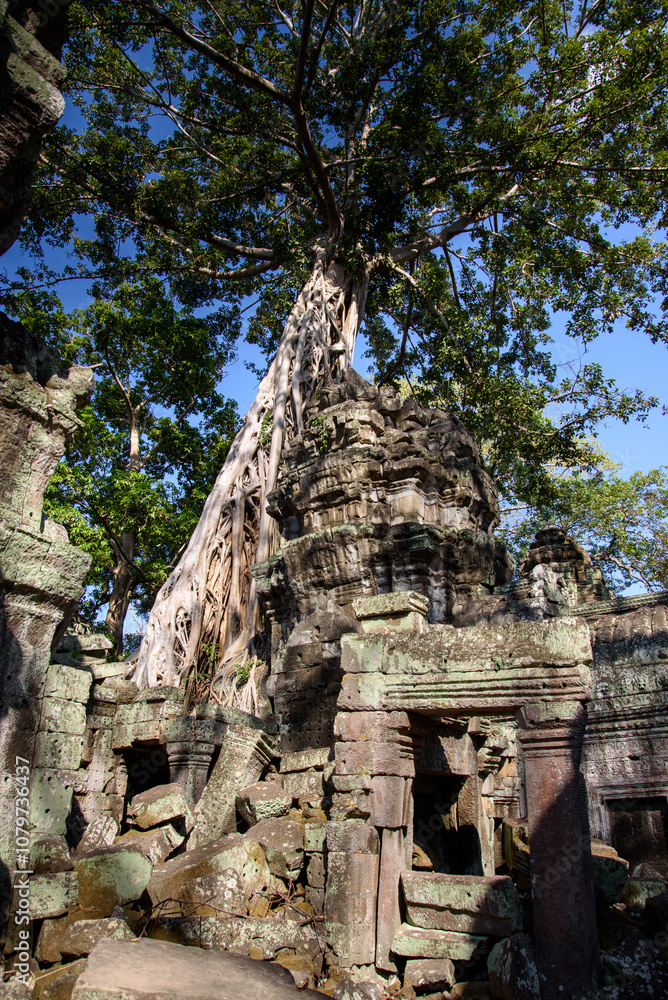 the big tree root at Ta Prohm, temple Siem Reap, Cambodia. the big tree root at Ta Prohm, temple Siem Reap, Cambodia.