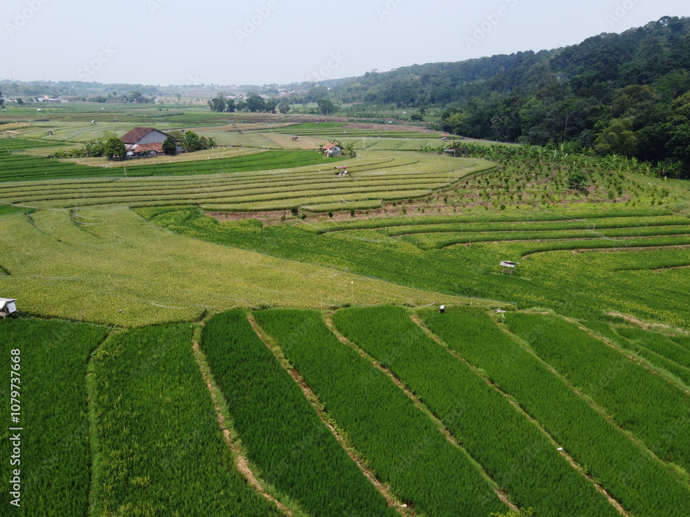 aerial panorama of agrarian rice fields landscape in the village of Central Java, like a terraced rice fields ubud Bali Indonesia aerial panorama of agrarian rice fields landscape in the village of Central Java, like a terraced rice fields ubud Bali Indonesia