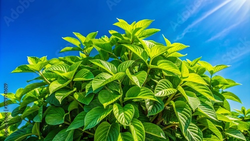 Horsewhip plant's vivid leaves under a blue sky. Stunning plant photography. photo