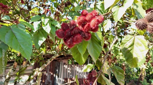 Close-up of the bijao (achiote) fruit hanging from its tree in the Dominican Republic’s countryside, showcasing the rich texture and vibrant red color of this traditional crop. photo