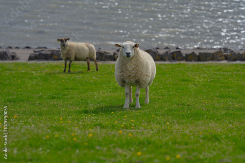 The sheep ovin lamb in the verdant meadows. Sheep on an farm. Sheep eating grass on a field. Sheep grazing in an alpine meadow. Cattle, livestock. photo