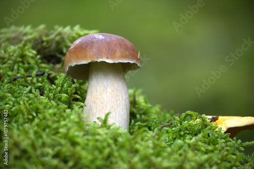 Wild Porcini Mushroom Growing in Lush Green Forest Environment