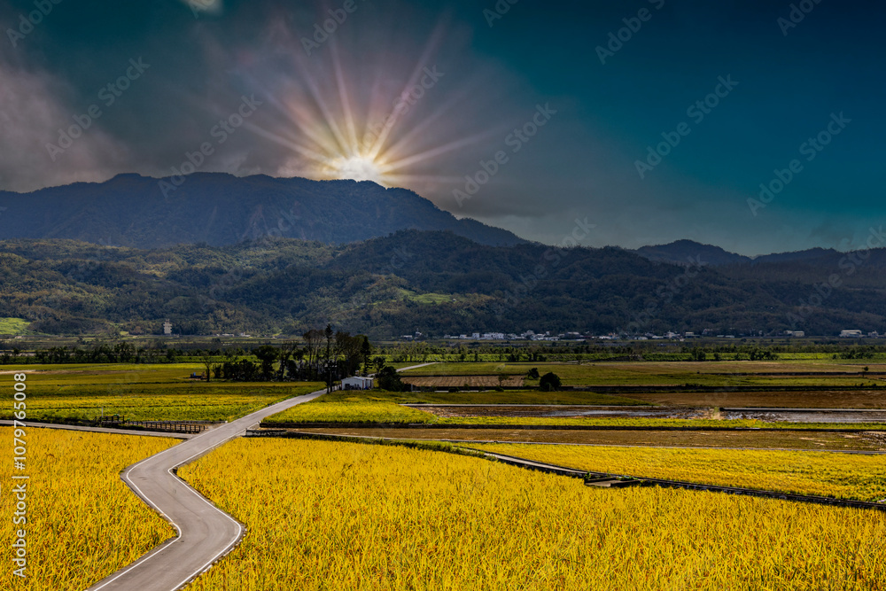 Wide golden rice field,rural scenery and mountain,cloudscape form a scenic vast view Chishang,Taitung,Taiwan.High quality photo For branding,calendar,postcard,screensaver,wallpaper,cover,website