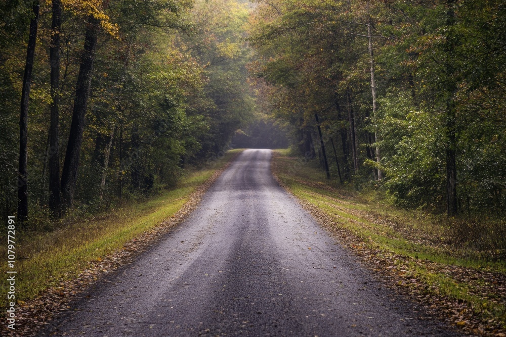 Fototapeta premium Winding road through a misty forest in fall.