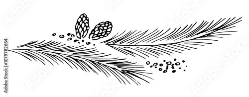 Hand drawn vector sketch with ink. Pine branches, cones, snow, coniferous plants, nature. Christmas, New Year design. Black outline drawing.