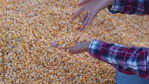 Farmer cupping maize kernels after harvest is done with sunlight. animal feed agricultural industry, agricultural technology, biofuel, slow motion. photo