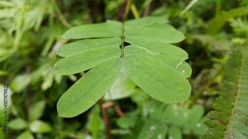 Beautiful Abrus cantoniensis plant leaves background. Photo taken in the forest. Abrus cantoniensis is popularly used as a traditional Chinese medicine and cold tea in Southern China. photo