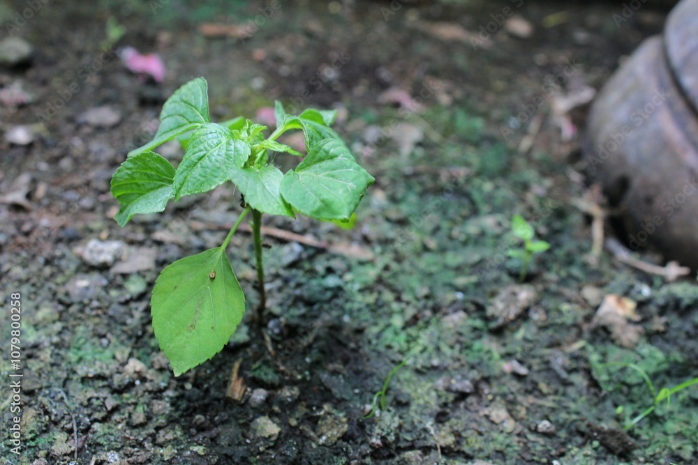Acalypha indica plants that grow in the middle of dry land Acalypha indica plants that grow in the middle of dry land