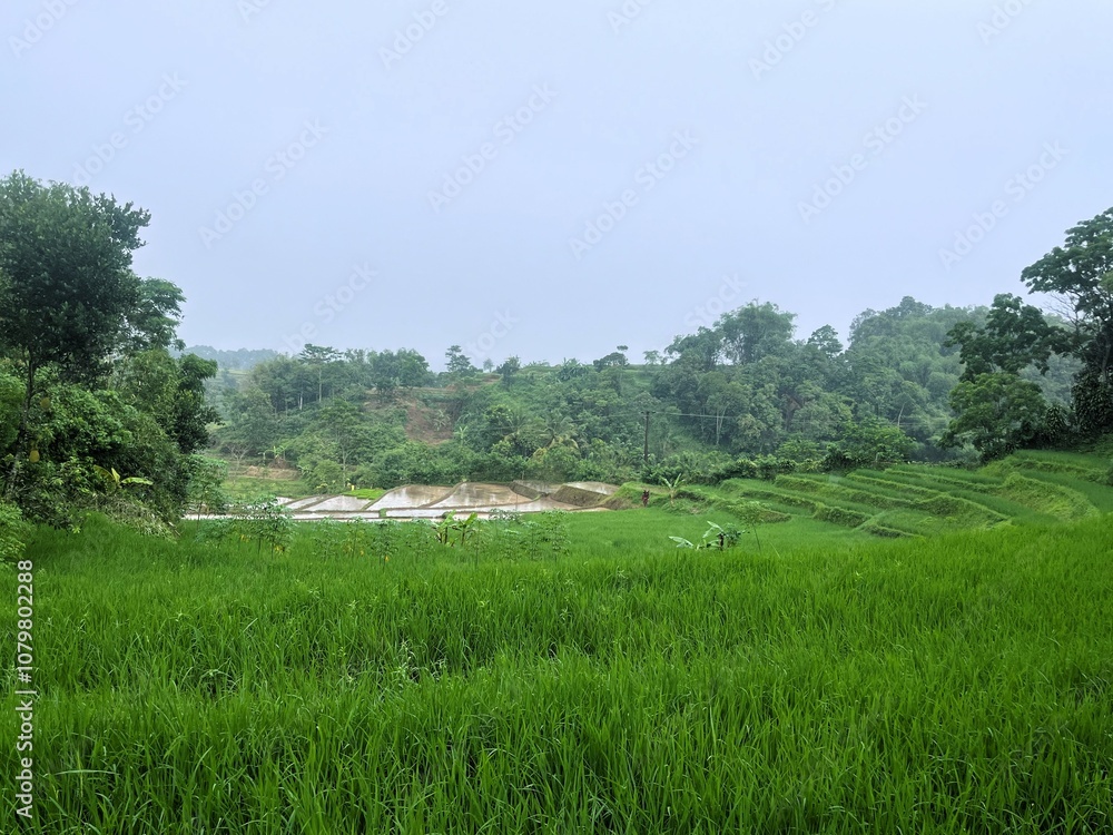 beautiful view of rice fieldswith the sky in the background beautiful view of rice fieldswith the sky in the background