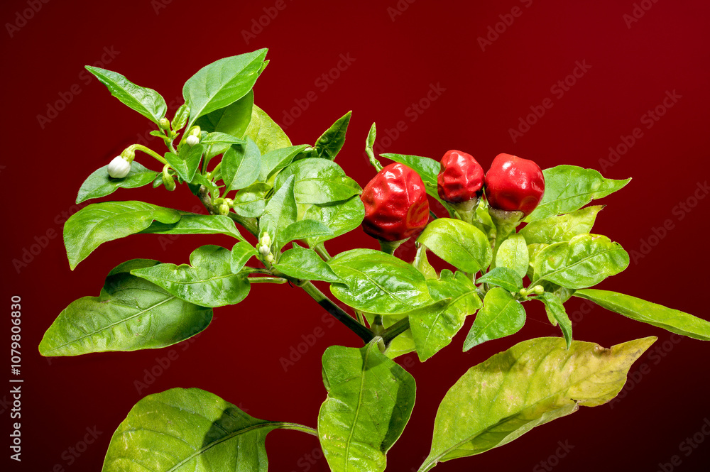Ornamental pepper Aladdin on a red background