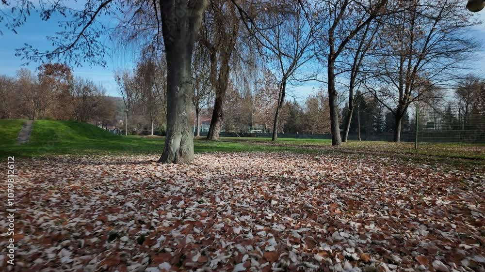 Tree surrounded by fallen autumn leaves in park Tree surrounded by fallen autumn leaves in park