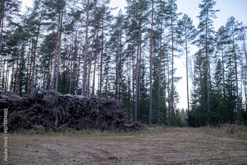 A huge pile of cut down tree branches in the forest. A heap of cut twigs and branches. Dump trash from waste wood. The trunks and branches of the tree piled in heaps