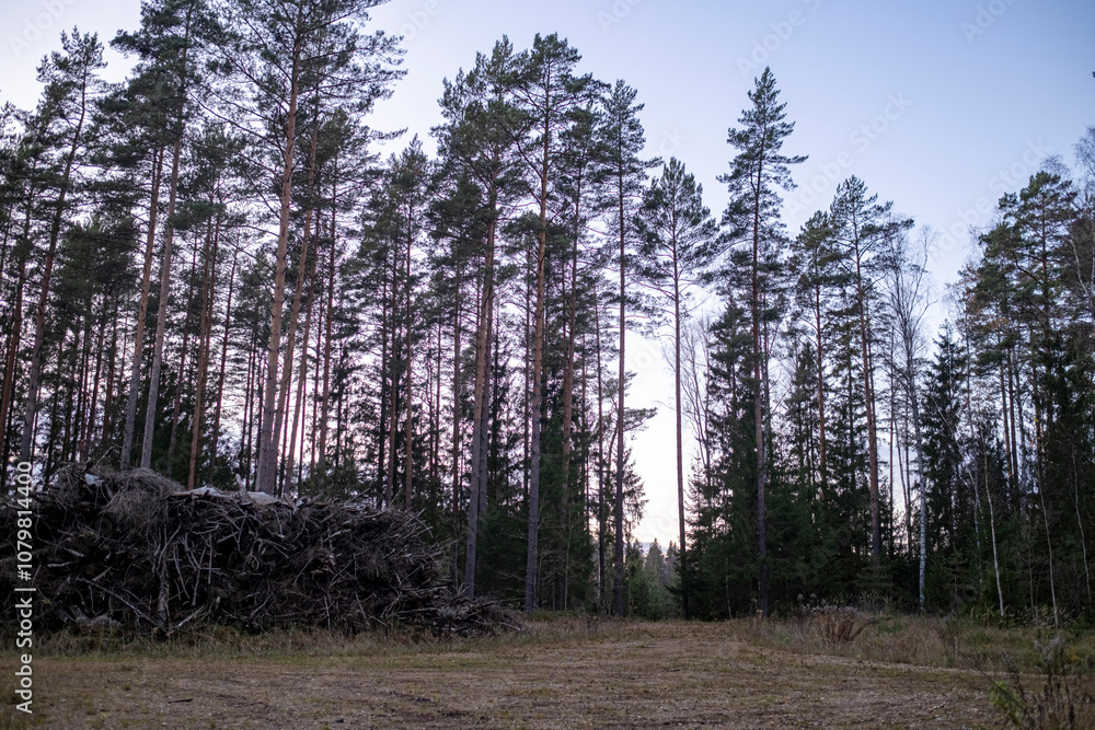Obraz premium A huge pile of cut down tree branches in the forest. A heap of cut twigs and branches. Dump trash from waste wood. The trunks and branches of the tree piled in heaps