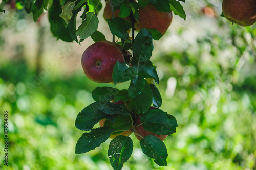 Red apples grow on tree in morning sunshine photo