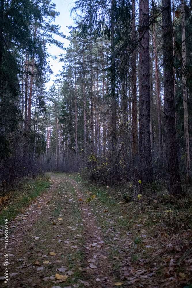 Obraz premium pathway in dark coniferous forest in November