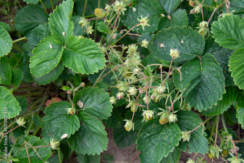 Green strawberries in the garden in summer