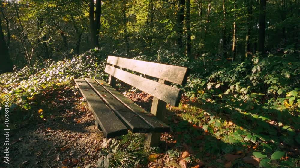 Quiet wooden bench sits in sun-dappled forest, surrounded by lush green foliage and autumn leaves, creating peaceful, inviting spot for rest in nature. Serene forest environment in Veluwe, Netherland Quiet wooden bench sits in sun-dappled forest, surrounded by lush green foliage and autumn leaves, creating peaceful, inviting spot for rest in nature. Serene forest environment in Veluwe, Netherland