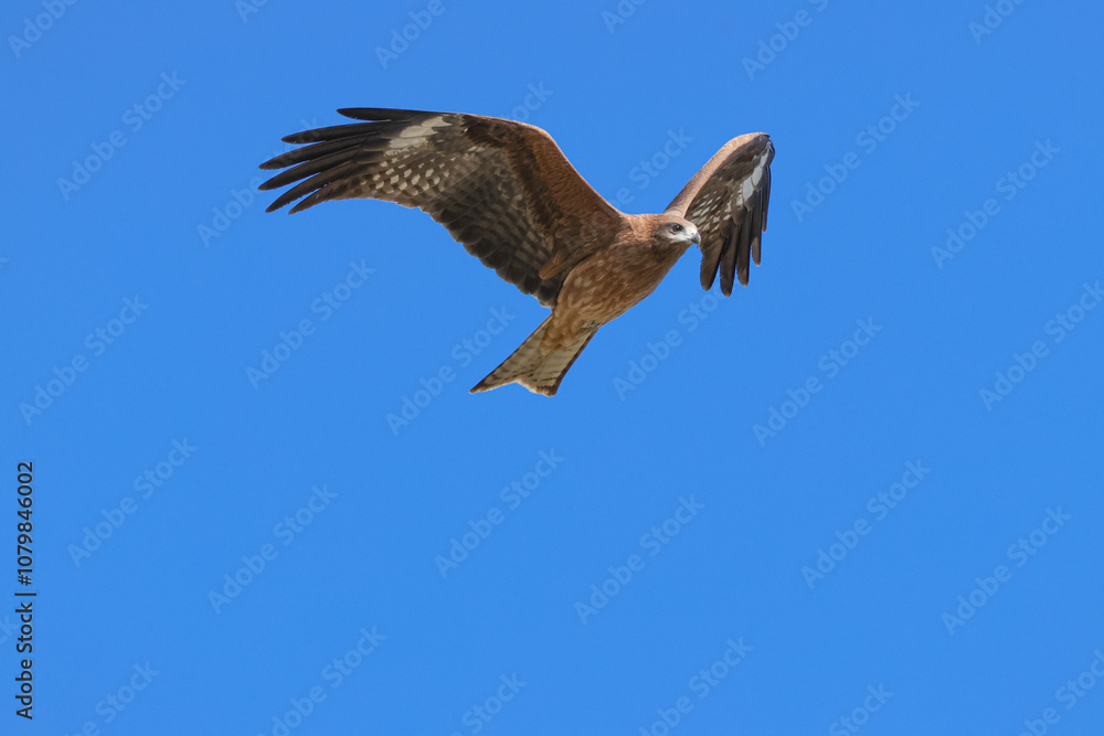青空をバックに飛ぶトビ 青空をバックに飛ぶトビ