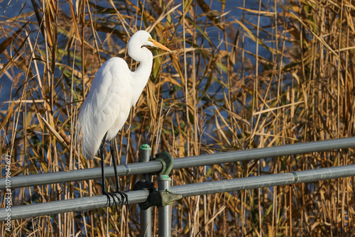 Cuadro en lienzo サギ　野鳥