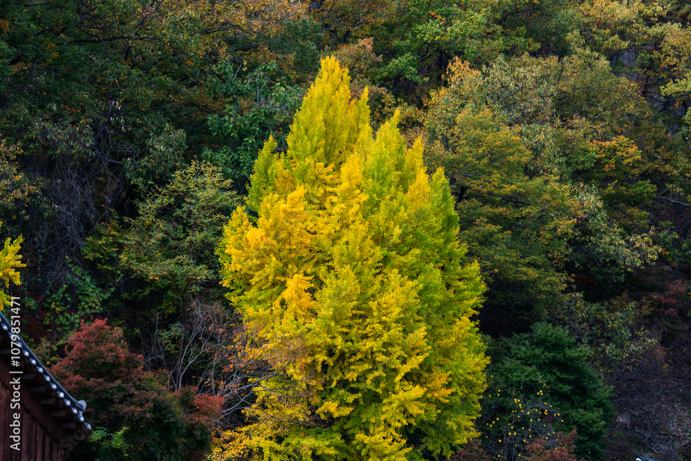 yellow ginkgo tree in the autumn mountain yellow ginkgo tree in the autumn mountain