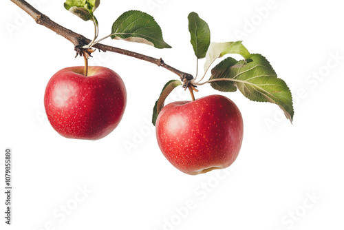 Two fresh ripe red apples hanging on the branch