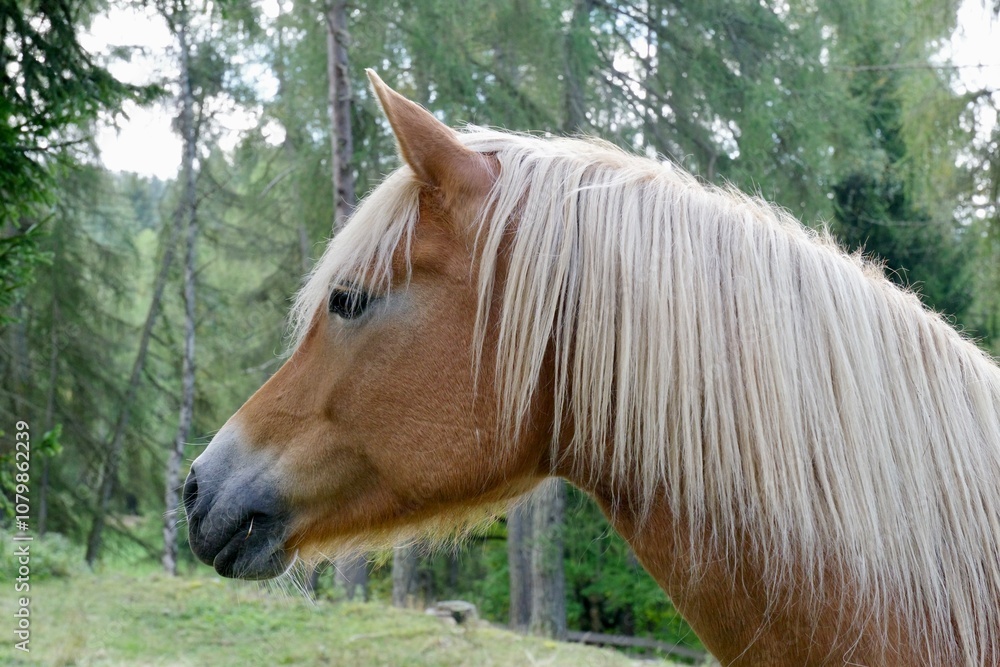 Fototapeta premium Haflinger Pferd