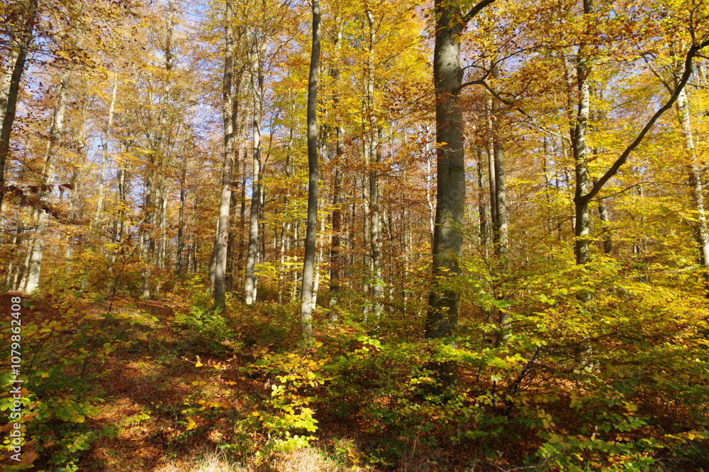 Herbstwald Herbstwald